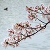 杁ヶ池の桜