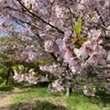 買い物に行くとお金を使うと思うから、公園に行って散歩したりドラクエウォークをした日（２０２３年４月３日の日記）