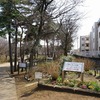 2023/03/09 あじさい公園