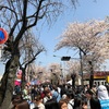 松戸 常盤平桜祭り