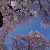 さいた咲いた！（日輪寺のしだれ桜２０１４）