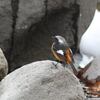 ジョウビタキ, Daurian redstart