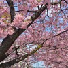 ミラノサンレモ/小来川周回ライド・河津桜🌸/スーパー銭湯・マッサージ