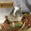 しろごまあん898日目