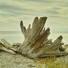 Driftwood