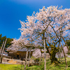 樹齢430年を超えるエドヒガン：明日の大桜