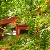 ここは京都 亀岡 出雲大神宮