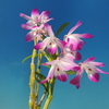 Dendrobium chlorostylum`Harubiyori'（春日和）