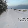 犬の放し飼いはダメ！