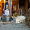 近隣繁華街のねこさん