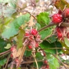 植物園散策中に……