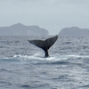 【日本一周11日目】ザトウクジラ＆イルカまつり＠父島