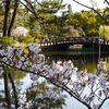 あっという間に桜満開　ー 日差し浴びる鶴舞公園 ―