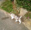 出かける猫