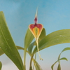 Bulbophyllum blumei`Izumi' BM/JOGA