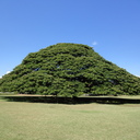 リウマチ膠原病徒然日記