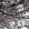 🌸春のいも桜week🌸女化稲荷神社🦊の桜は圧巻でした！
