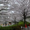 東京のコロナ4544人。お墓に行く途中の桜は満開。