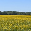 菜の花のピークを過ぎて残念でしたが同じように黄色の花が一面に広がる景色を楽しめました。