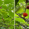 鎌倉光則寺に今咲く花・なっている実　　植物が境内狭しと植えられている光則寺．山門手前にあまり見かけない花．調べてみるとハアザミ．海棠の老木の手前に連なる半夏生は見事でした．そして，小葉擬宝珠，擬宝珠，紫陽花，梔，花菖蒲，藤，泰山木，糊空木，麒麟草，下野，秋海棠，金糸梅．前住職のお墓の前に秋海棠，金糸梅と赤い実二つ．赤い実は墓地の入り口にあったヒメコウゾの実．かわいらしく，光る宝石のよう．私もまねて恩師のお墓に供えてきました．