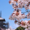 御室桜　仁和寺