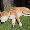 犬の名前と人の名前