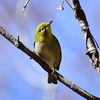 平山城址公園で野鳥撮影