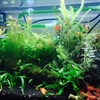 水草ストック水槽。調子が良い。気泡も出た。