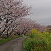 桜のトンネル