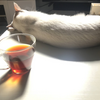 猫の背中見コーヒー