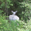 【世にも珍しい白い鹿】Seneca White Deerを見に行く