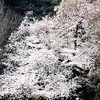 千鳥ヶ淵から新宿御苑を桜見ハイキング