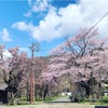 10連休に桜咲く