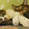 8歳になった道産子猫ちゃんズ