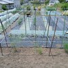 実家の畑で農作業でした