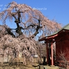 延命寺の枝垂れ桜・・