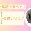 うさぎを英語で言うと？Rabbit、Bunny、Hareの違いとは？