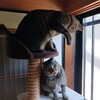 梅干しが消える？？