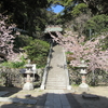 待ちかねて 二月の桜 路地巡り