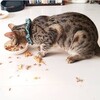 猫伝染性腹膜炎(FIP)ユキチと過ごした642日⑩