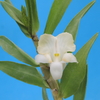 Dendrobium sp. 　（from.sabah)  