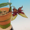 Bulbophyllum pingtungense