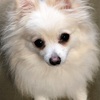 犬の涙やけ対策！必要な日々のケアとドッグフード選び