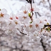雨の駒込お花見ウォーク：TOKYO WALKING MAP