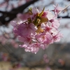 河津桜「木場潟公園」