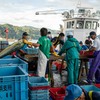 2021年9月22日　小浜漁港　お魚情報