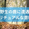 野生の鹿に遭遇スピリチュアルな意味は?新たな始まりのサインから鹿との出会いまで解説