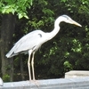 カーキ色の蛾と大きな生き物