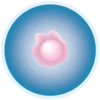 細胞④（DBCLS no.5）