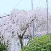 椎宮八幡神社・椎宮公園の桜を撮ってみた